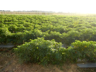 Capsicum annuum var. longum in the Philippines Siling Haba (in Landscape of Vegetable plantations of Barangays Diliman I, and Diliman II, San Rafael, Bulacan Province surrounded by Paddy fields of Dil