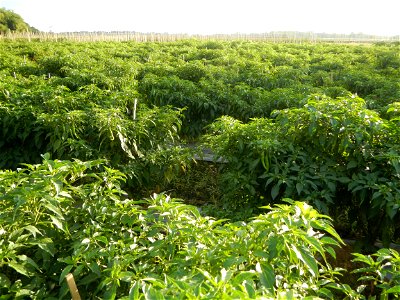 Capsicum annuum var. longum in the Philippines Siling Haba (in Landscape of Vegetable plantations of Barangays Diliman I, and Diliman II, San Rafael, Bulacan Province surrounded by Paddy fields of Dil