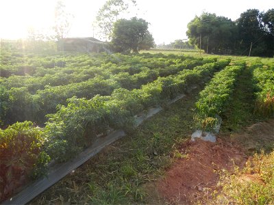 Capsicum annuum var. longum in the Philippines Siling Haba (in Landscape of Vegetable plantations of Barangays Diliman I, and Diliman II, San Rafael, Bulacan Province surrounded by Paddy fields of Dil