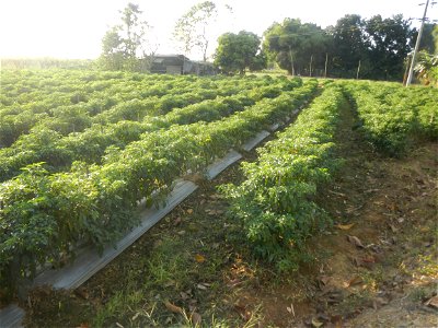 Capsicum annuum var. longum in the Philippines Siling Haba (in Landscape of Vegetable plantations of Barangays Diliman I, and Diliman II, San Rafael, Bulacan Province surrounded by Paddy fields of Dil
