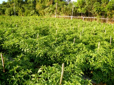 Capsicum annuum var. longum in the Philippines Siling Haba (in Landscape of Vegetable plantations of Barangays Diliman I, and Diliman II, San Rafael, Bulacan Province surrounded by Paddy fields of Dil
