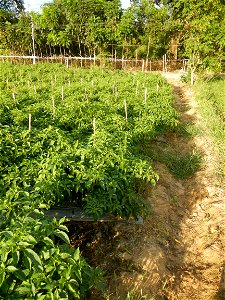Capsicum annuum var. longum in the Philippines Siling Haba (in Landscape of Vegetable plantations of Barangays Diliman I, and Diliman II, San Rafael, Bulacan Province surrounded by Paddy fields of Dil