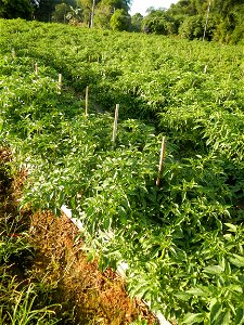 Capsicum annuum var. longum in the Philippines Siling Haba (in Barangays  Diliman I, and Diliman II, San Rafael, Bulacan Province surrounded by Paddy fields of Diliman I and Diliman II, San Rafael, Bu