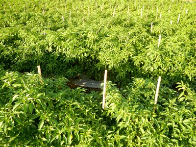 Capsicum annuum var. longum in the Philippines Siling Haba (in Barangays  Diliman I, and Diliman II, San Rafael, Bulacan Province surrounded by Paddy fields of Diliman I and Diliman II, San Rafael, Bu