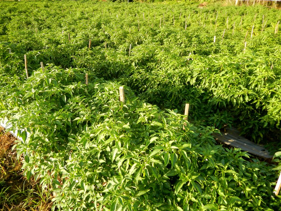 Capsicum annuum var. longum in the Philippines Siling Haba (in Barangays  Diliman I, and Diliman II, San Rafael, Bulacan Province surrounded by Paddy fields of Diliman I and Diliman II, San Rafael, Bu