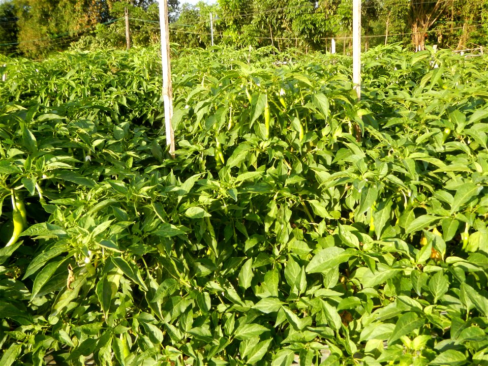 Capsicum annuum var. longum in the Philippines Siling Haba (in Barangays  Diliman I, and Diliman II, San Rafael, Bulacan Province surrounded by Paddy fields of Diliman I and Diliman II, San Rafael, Bu