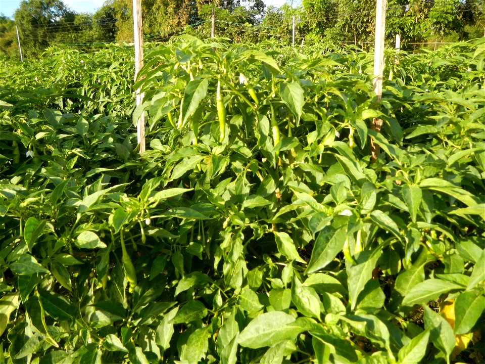 Capsicum annuum var. longum in the Philippines Siling Haba (in Barangays  Diliman I, and Diliman II, San Rafael, Bulacan Province surrounded by Paddy fields of Diliman I and Diliman II, San Rafael, Bu