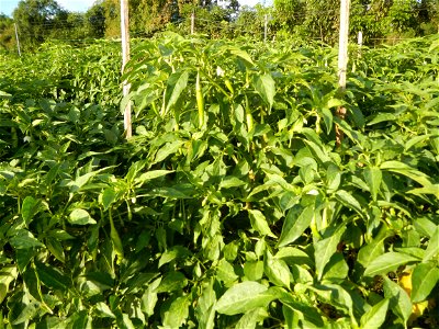 Capsicum annuum var. longum in the Philippines Siling Haba (in Barangays  Diliman I, and Diliman II, San Rafael, Bulacan Province surrounded by Paddy fields of Diliman I and Diliman II, San Rafael, Bu
