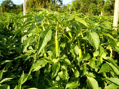 Capsicum annuum var. longum in the Philippines Siling Haba (in Barangays  Diliman I, and Diliman II, San Rafael, Bulacan Province surrounded by Paddy fields of Diliman I and Diliman II, San Rafael, Bu