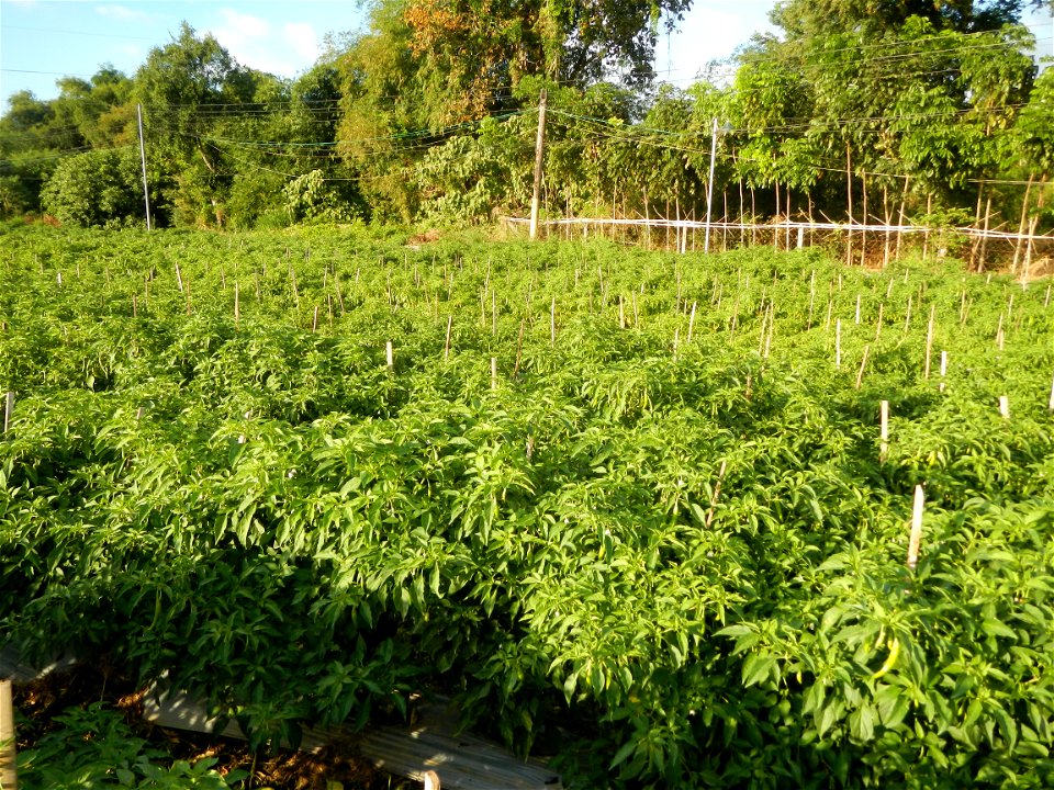 Capsicum annuum var. longum in the Philippines Siling Haba (in Barangays  Diliman I, and Diliman II, San Rafael, Bulacan Province surrounded by Paddy fields of Diliman I and Diliman II, San Rafael, Bu
