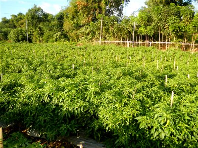 Capsicum annuum var. longum in the Philippines Siling Haba (in Barangays  Diliman I, and Diliman II, San Rafael, Bulacan Province surrounded by Paddy fields of Diliman I and Diliman II, San Rafael, Bu