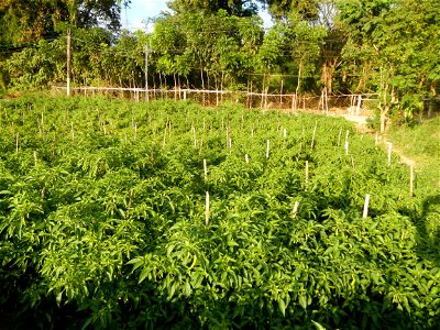 Capsicum annuum var. longum in the Philippines Siling Haba (in Barangays  Diliman I, and Diliman II, San Rafael, Bulacan Province surrounded by Paddy fields of Diliman I and Diliman II, San Rafael, Bu