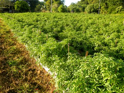 Capsicum annuum var. longum in the Philippines Siling Haba (in Barangays  Diliman I, and Diliman II, San Rafael, Bulacan Province surrounded by Paddy fields of Diliman I and Diliman II, San Rafael, Bu
