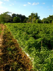 Capsicum annuum var. longum in the Philippines Siling Haba (in Barangays  Diliman I, and Diliman II, San Rafael, Bulacan Province surrounded by Paddy fields of Diliman I and Diliman II, San Rafael, Bu