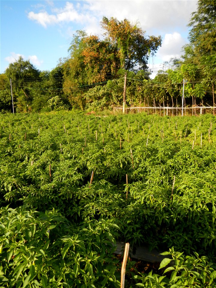 Capsicum annuum var. longum in the Philippines Siling Haba (in Barangays  Diliman I, and Diliman II, San Rafael, Bulacan Province surrounded by Paddy fields of Diliman I and Diliman II, San Rafael, Bu