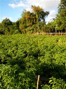 Capsicum annuum var. longum in the Philippines Siling Haba (in Barangays  Diliman I, and Diliman II, San Rafael, Bulacan Province surrounded by Paddy fields of Diliman I and Diliman II, San Rafael, Bu