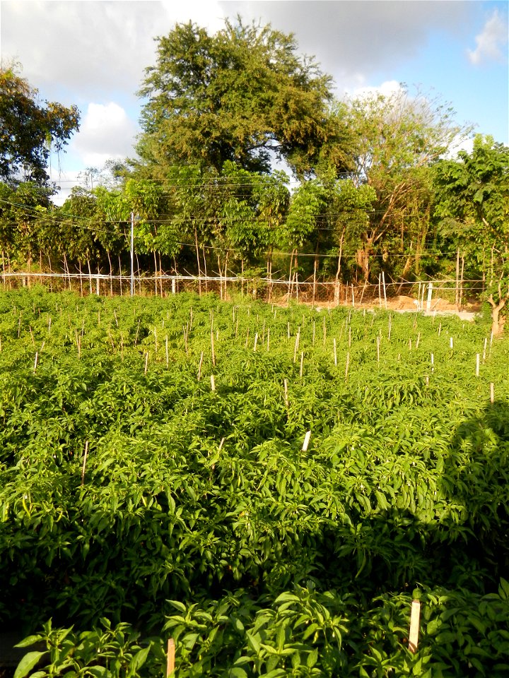 Capsicum annuum var. longum in the Philippines Siling Haba (in Barangays  Diliman I, and Diliman II, San Rafael, Bulacan Province surrounded by Paddy fields of Diliman I and Diliman II, San Rafael, Bu