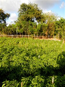 Capsicum annuum var. longum in the Philippines Siling Haba (in Barangays  Diliman I, and Diliman II, San Rafael, Bulacan Province surrounded by Paddy fields of Diliman I and Diliman II, San Rafael, Bu