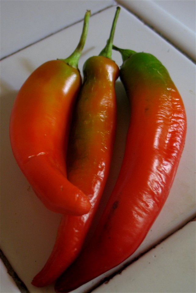 Bitxos, fruits de la bitxera