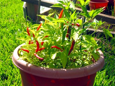 Picture of some African red devil peppers from my garden. Taken by Jeff Lawson photo