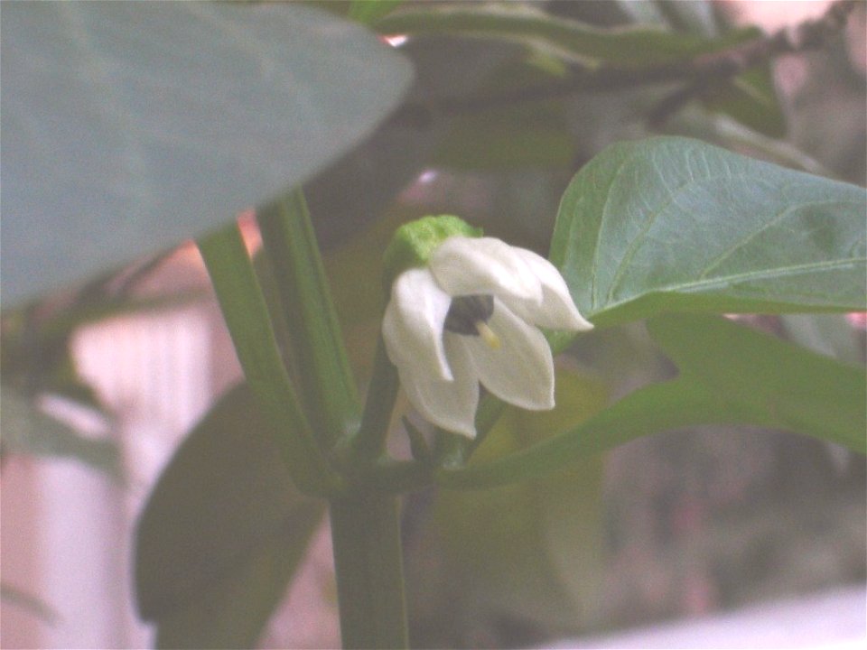 Capsicum Annum flower