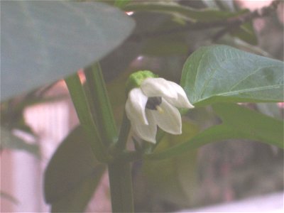 Capsicum Annum flower photo