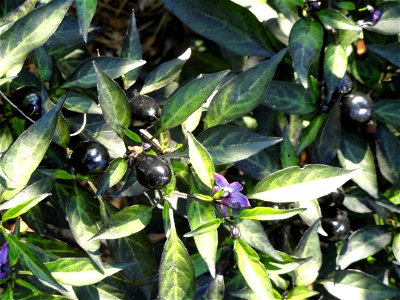 Capsicum annuum specimen in the J. C. Raulston Arboretum (North Carolina State University), 4415 Beryl Road, Raleigh, North Carolina, USA.