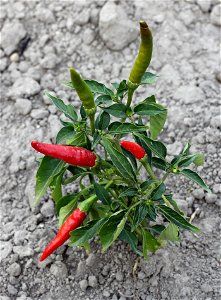 Cayenne pepper (Capsicum annuum). Ukraine. photo