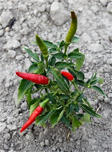 Cayenne pepper (Capsicum annuum). Ukraine.
