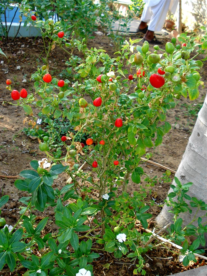 dandicut laal mirch