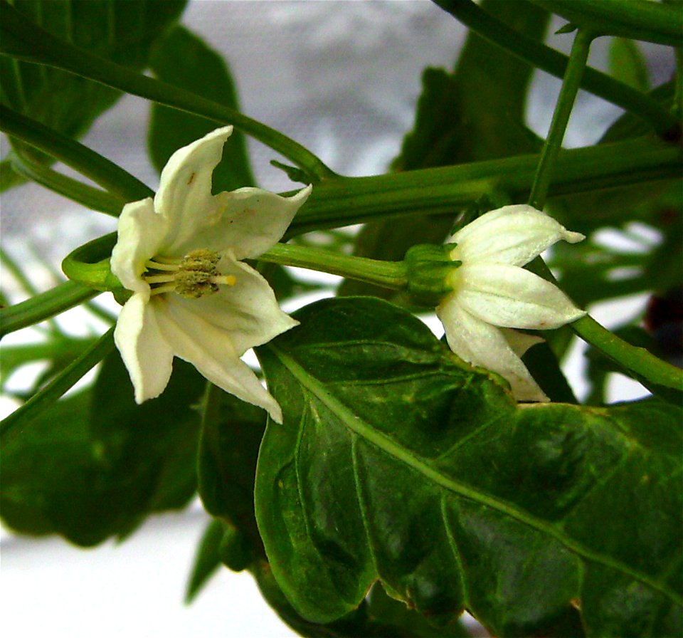 Capsicum annuum flowers cultivar Padrón, Barcelona