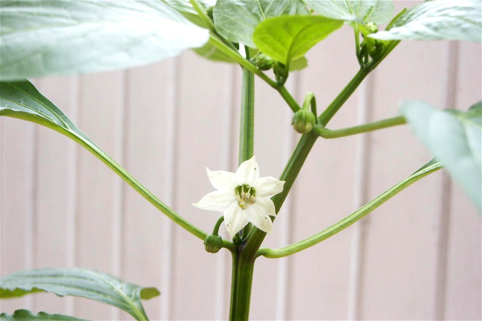 Blüte einer ca. 3 Monate alten Paprikapflanze