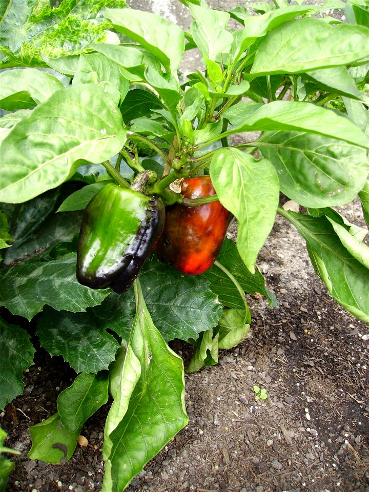 Red and green capsicum with black discolourations