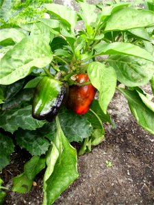 Red and green capsicum with black discolourations photo