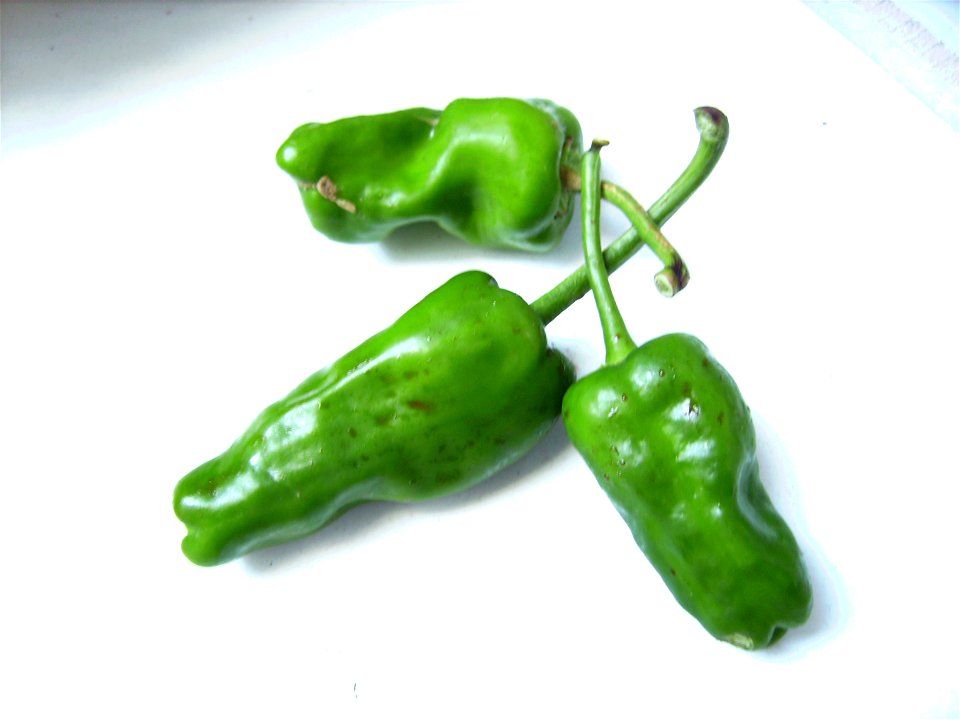Pepper of Padrón variety croped in Castellatallat, Catalonia