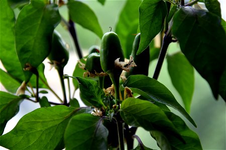 Capsicum annuum as a houseplant still with green chillies after approx. 90 days. photo