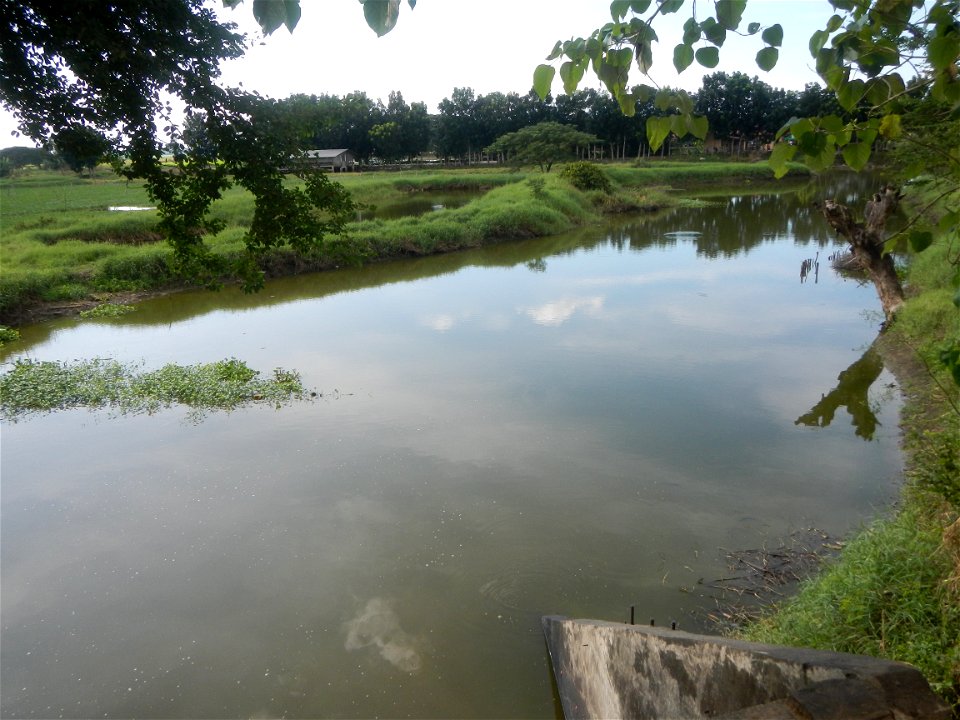 Paddy fields, grasslands, fishponds, irrigation, Kangkung (Ipomoea aquatica) and trees (Lapnit & Calasag, San Ildefonso, Bulacan Farm to Market Road) Barangays  Lapnit 15°4'42"N   120°56'10"E Cala