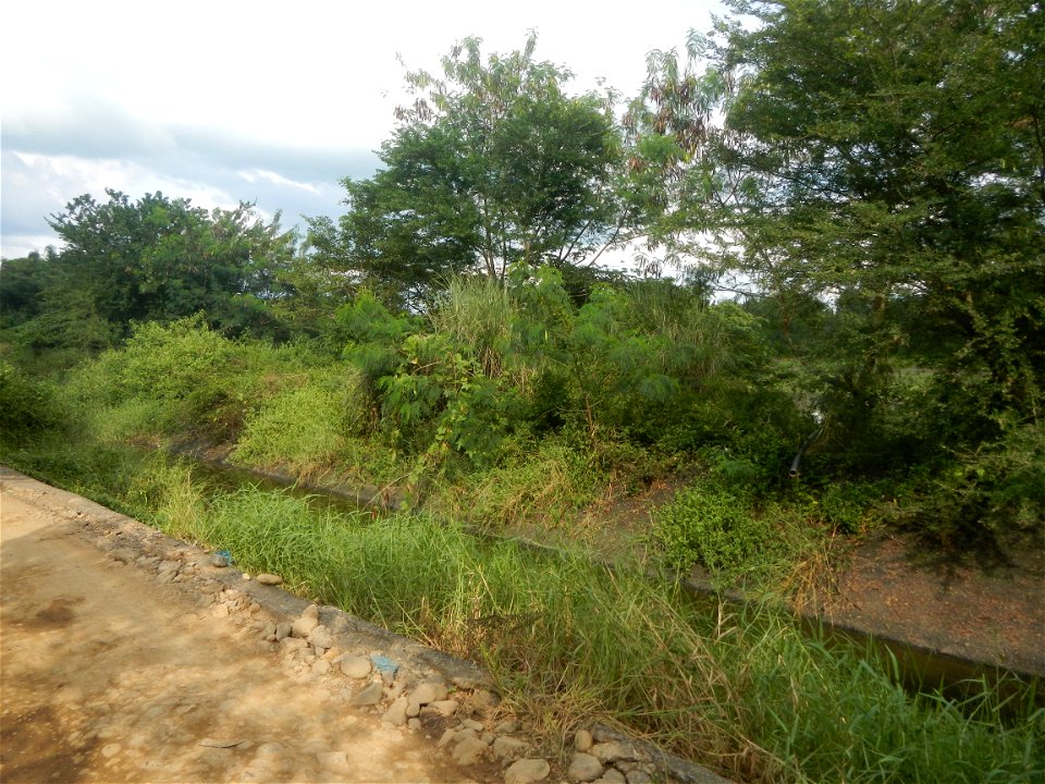 Paddy fields, grasslands, fishponds, irrigation, Kangkung (Ipomoea aquatica) and trees (Lapnit & Calasag, San Ildefonso, Bulacan Farm to Market Road) Barangays  Lapnit 15°4'42"N   120°56'10"E Cala