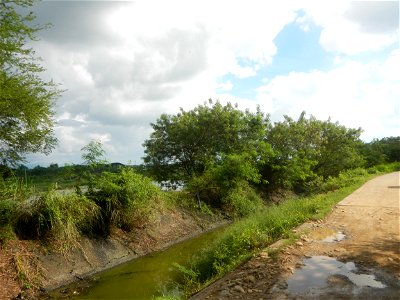 Paddy fields, grasslands, fishponds, irrigation, Kangkung (Ipomoea aquatica) and trees (Lapnit & Calasag, San Ildefonso, Bulacan Farm to Market Road) Barangays  Lapnit 15°4'42"N   120°56'10"E Cala