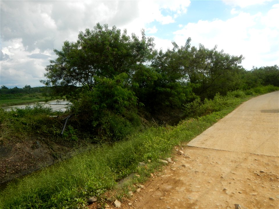 Paddy fields, grasslands, fishponds, irrigation, Kangkung (Ipomoea aquatica) and trees (Lapnit & Calasag, San Ildefonso, Bulacan Farm to Market Road) Barangays  Lapnit 15°4'42"N   120°56'10"E Cala