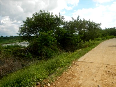 Paddy fields, grasslands, fishponds, irrigation, Kangkung (Ipomoea aquatica) and trees (Lapnit & Calasag, San Ildefonso, Bulacan Farm to Market Road) Barangays  Lapnit 15°4'42"N   120°56'10"E Cala