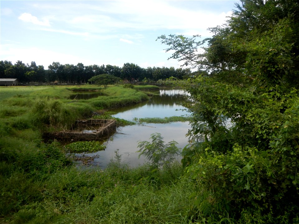 Paddy fields, grasslands, fishponds, irrigation, Kangkung (Ipomoea aquatica) and trees (Lapnit & Calasag, San Ildefonso, Bulacan Farm to Market Road) Barangays  Lapnit 15°4'42"N   120°56'10"E Cala