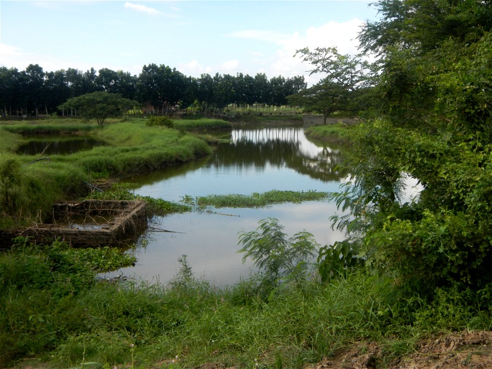 Paddy fields, grasslands, fishponds, irrigation, Kangkung (Ipomoea aquatica) and trees (Lapnit & Calasag, San Ildefonso, Bulacan Farm to Market Road) Barangays  Lapnit 15°4'42"N   120°56'10"E Cala