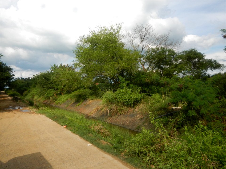 Paddy fields, grasslands, fishponds, irrigation, Kangkung (Ipomoea aquatica) and trees (Lapnit & Calasag, San Ildefonso, Bulacan Farm to Market Road) Barangays  Lapnit 15°4'42"N   120°56'10"E Cala