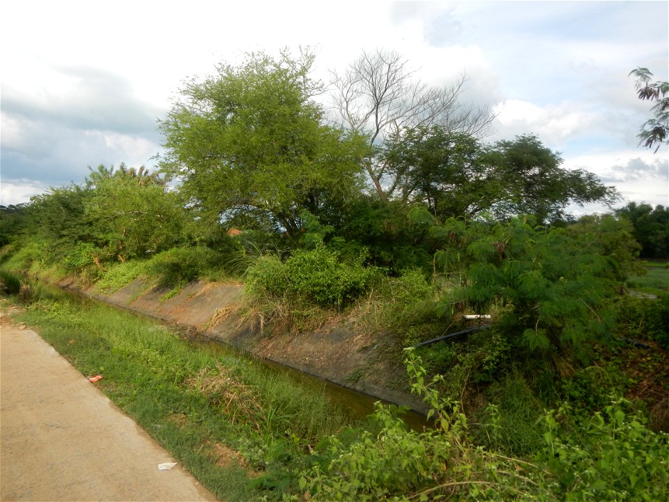 Paddy fields, grasslands, fishponds, irrigation, Kangkung (Ipomoea aquatica) and trees (Lapnit & Calasag, San Ildefonso, Bulacan Farm to Market Road) Barangays  Lapnit 15°4'42"N   120°56'10"E Cala