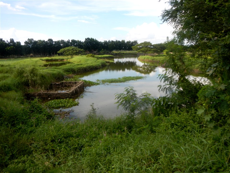 Paddy fields, grasslands, fishponds, irrigation, Kangkung (Ipomoea aquatica) and trees (Lapnit & Calasag, San Ildefonso, Bulacan Farm to Market Road) Barangays  Lapnit 15°4'42"N   120°56'10"E Cala