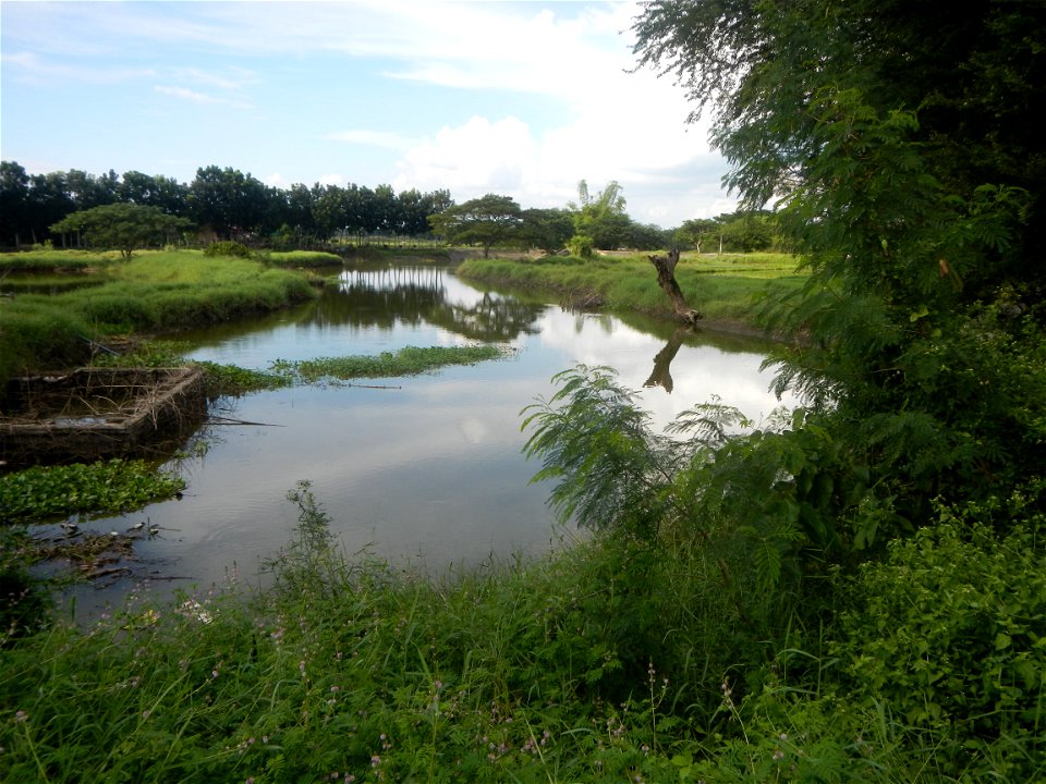 Paddy fields, grasslands, fishponds, irrigation, Kangkung (Ipomoea aquatica) and trees (Lapnit & Calasag, San Ildefonso, Bulacan Farm to Market Road) Barangays  Lapnit 15°4'42"N   120°56'10"E Cala