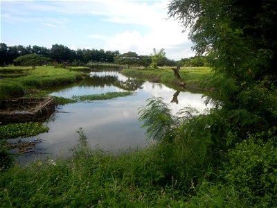 Paddy fields, grasslands, fishponds, irrigation, Kangkung (Ipomoea aquatica) and trees (Lapnit & Calasag, San Ildefonso, Bulacan Farm to Market Road) Barangays  Lapnit 15°4'42"N   120°56'10"E Cala