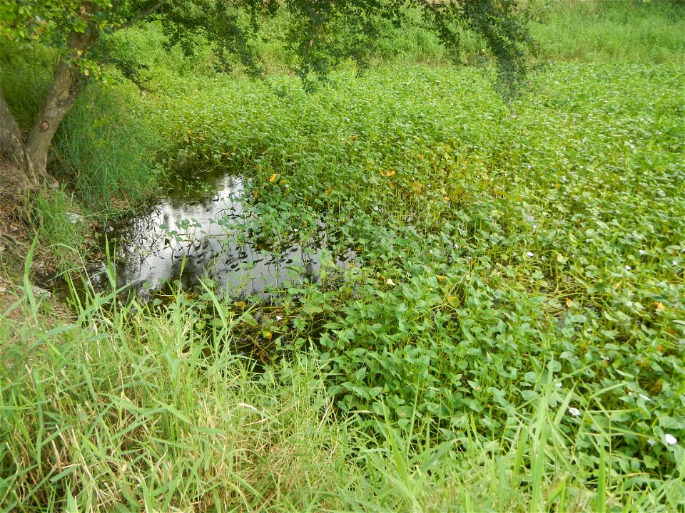 Paddy fields, grasslands, fishponds, irrigation, Kangkung (Ipomoea aquatica) and trees (Lapnit & Calasag, San Ildefonso, Bulacan Farm to Market Road) Barangays  Lapnit 15°4'42"N   120°56'10"E Cala