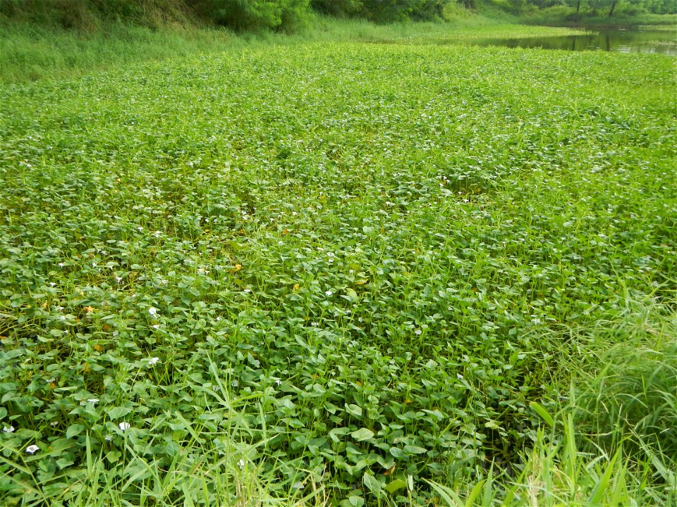 Paddy fields, grasslands, fishponds, irrigation, Kangkung (Ipomoea aquatica) and trees (Lapnit & Calasag, San Ildefonso, Bulacan Farm to Market Road) Barangays  Lapnit 15°4'42"N   120°56'10"E Cala
